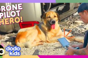 Drone Rescues Cats And Dogs From Hurricanes | Dodo Kids | For The Love Of The Wild