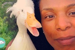 Duck Becomes Woman’s Bridesmaid After Being Saved From Farm | Cuddle Buddies