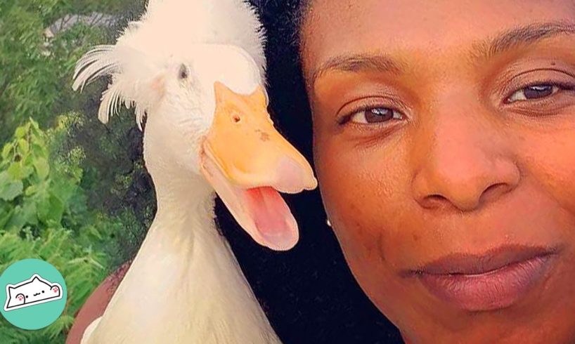 Duck Becomes Woman’s Bridesmaid After Being Saved From Farm | Cuddle Buddies