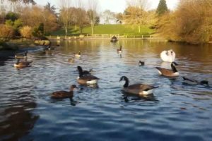 Duck Playing in ponds l Many duck l Ponds #trending #vairalvideo #animals