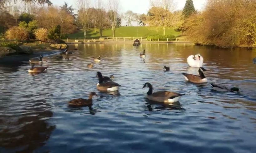 Duck Playing in ponds l Many duck l Ponds #trending #vairalvideo #animals