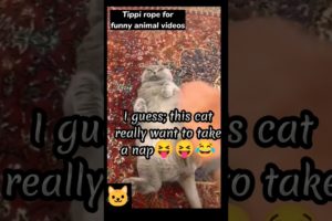 EP51 Funny🤣 and cute😹 videos everyday| Animal funny shorts 4 all| #funnyanimals  #shorts #funnyvideo