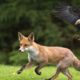 Eagle golden attack animals | eagle attack | new fight | wild life animals