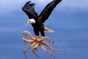 Eagle vs Octopus! Craziest Animal Battles Caught On Camera