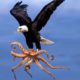 Eagle vs Octopus! Craziest Animal Battles Caught On Camera
