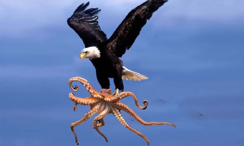 Eagle vs Octopus! Craziest Animal Battles Caught On Camera