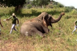 Elephant rescued from cable trap by wildlife officers | Best Inspiring Animal Rescues | Wildlife