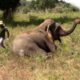 Elephant rescued from cable trap by wildlife officers | Best Inspiring Animal Rescues | Wildlife