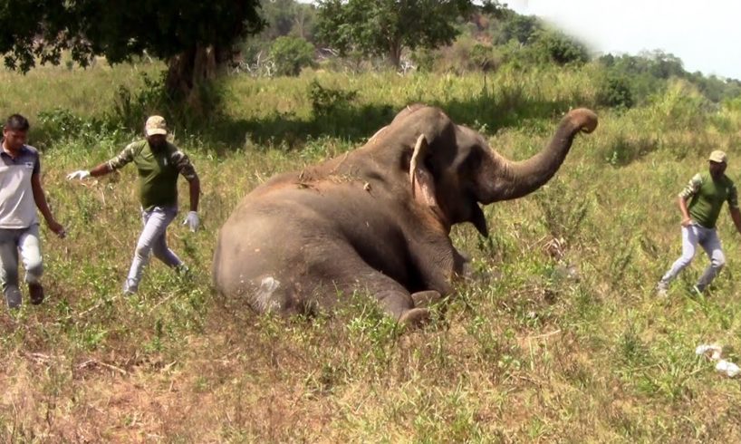 Elephant rescued from cable trap by wildlife officers | Best Inspiring Animal Rescues | Wildlife