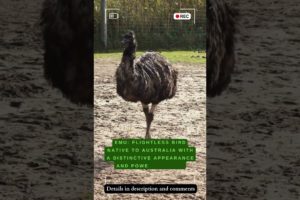 Emu: Big Feet, Bigger Attitudes, Mysterious Bird #shorts #beautiful #the #life #english #like