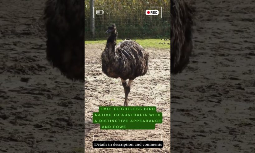 Emu: Big Feet, Bigger Attitudes, Mysterious Bird #shorts #beautiful #the #life #english #like