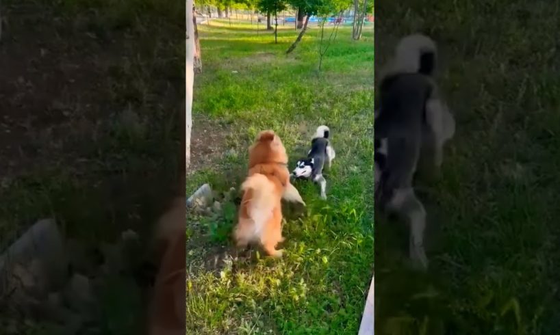 Essi and Archuk #husky #huskylovers #playing #park #pets #animals #love #friends #dog #yerevan #շուն