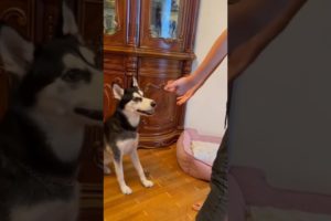 Essi in the game again #husky #doglover #dog #animals #gameplay #game #playing #pets #yerevan #evn