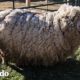 Esta oveja perdió 30 libras de lana y no puede dejar de saltar | El Dodo