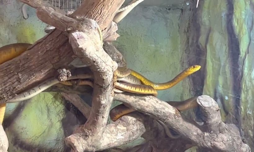 Exploring the Amazing Snake Diversity at Mysore Zoo! 😍 Mysore Zoo snakes #snakeshow #snakevideo