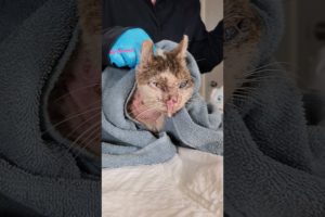 Extremely Sick Cat Rescued #catrescue #kitten #kittenrescue #cat #rescue #animalrescue