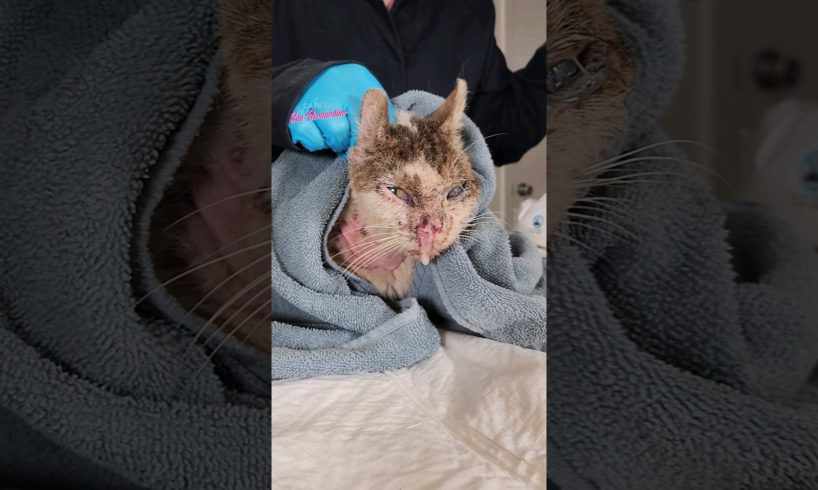Extremely Sick Cat Rescued #catrescue #kitten #kittenrescue #cat #rescue #animalrescue