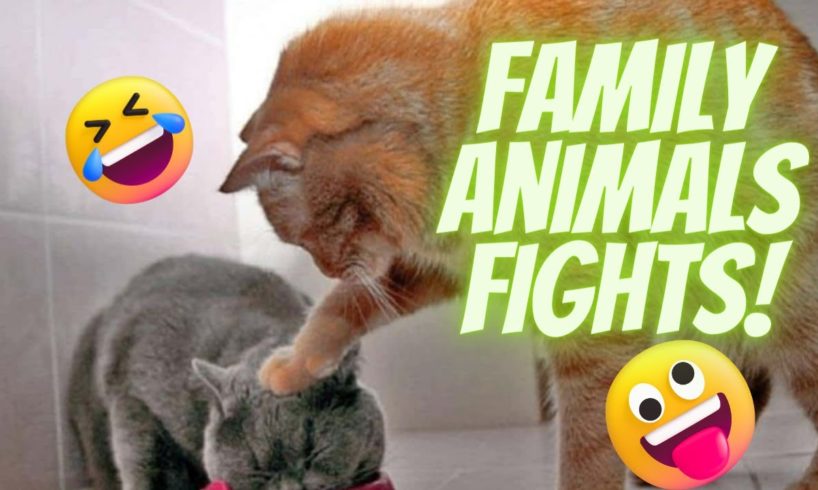 Family Animals Fights, look tis