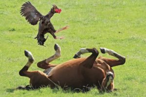 Fearless Small Animals Beating Bigger Ones Caught On Camera!