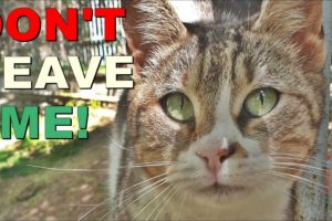 Feeding And Rescuing Poor Stray Cat Living On The Street Animal Rescue Video 2023