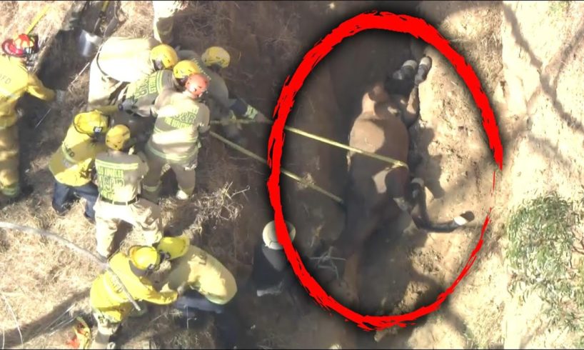 Firefighters Save Horse Trapped Upside Down