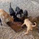 Floras family 🐶🐶🐶🐶🐶🐶🐶🐶🐶🐶🐶Flora and 11 puppies 😍 - Takis Shelter