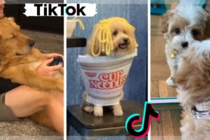 Funniest Dogs and Cutest Puppies ~ Ultimate TIKTOK Compilation ~ Dog Squad