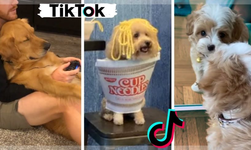 Funniest Dogs and Cutest Puppies ~ Ultimate TIKTOK Compilation ~ Dog Squad