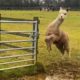 Funniest Farm Animals