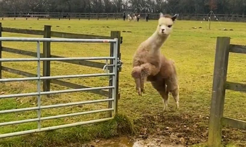 Funniest Farm Animals