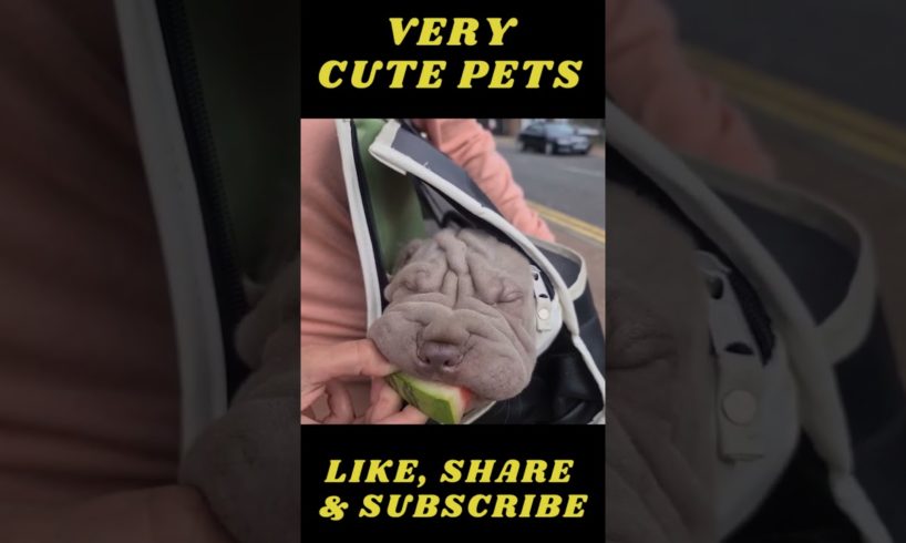 Funniest & Cutest Puppies  - Dog eating Watermelon