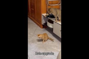 Funny Animals & Cute Pets Videos Compilation #funnyanimals #shorts