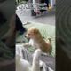 😹Funny Cat and Dog Vids to Brighten Your Day🥰 | Animals LOL Moments #funnyanimals #funnydogs