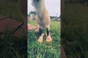 Funny Goat🐐 cute animal shorts 🐈 Funny shorts 😂#youtubeshorts #viralshort