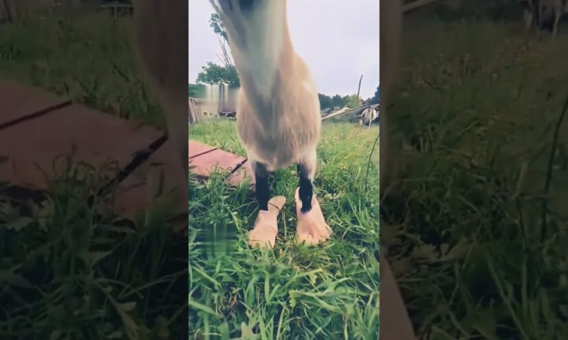 Funny Goat🐐 cute animal shorts 🐈 Funny shorts 😂#youtubeshorts #viralshort