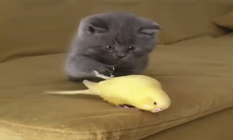 Funny Paw | Funny Animals | Funny Cats and Dogs 2023 #46 🐱🐶🤣