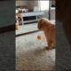 Funny and cute puppies  . A beautiful moment #1199 - #shorts