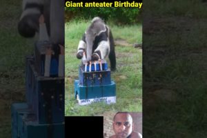 Giant anteater Birthday🎂 celebration🎈🎈#viral #shortvideo #animal #trending #viralvideo #shorts#short