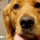 Golden retriever rescatado de un criadero de cachorros hace sus primeros amigos caninos | El Dodo