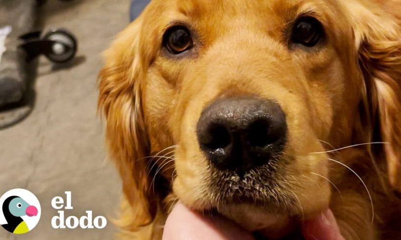 Golden retriever rescatado de un criadero de cachorros hace sus primeros amigos caninos | El Dodo