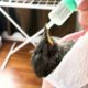 Good Samaritan Rescues Bird From Certain Death  - Animal Rescue Videos