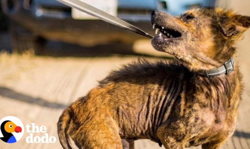 Guy Rescues Coyote-Looking Dog And Can't Believe What He Looks Like Two Years Later | The Dodo