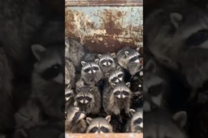 Guy Rescues Village Of Raccoons Stuck Inside Dumpster