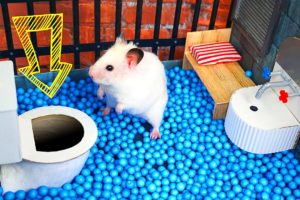 🐹 Hamster Escapes the  Creative Maze for Pets in real life 🐹 in Hamster Stories