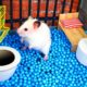 🐹 Hamster Escapes the  Creative Maze for Pets in real life 🐹 in Hamster Stories