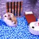 🐹Hamster escapes the awesome maze for Pets in real life 🐹 in Hamster stories Part 2