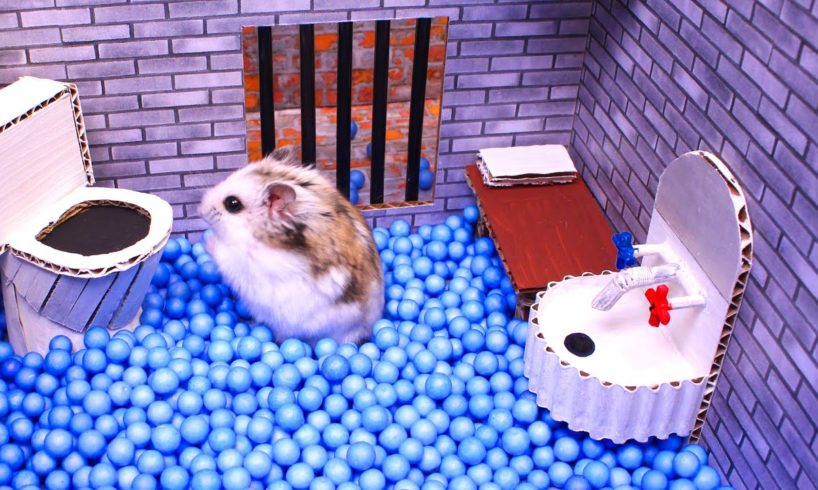 🐹Hamster escapes the awesome maze for Pets in real life 🐹 in Hamster stories Part 2