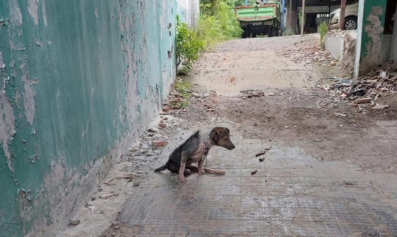 He Just Escaped From The Owner, Trying to Run As Far As Possible Despite His Severe Weakness