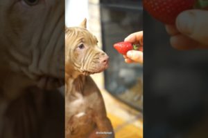 He was trying to eat my strawberry 🍓                   #animals #shorts #asmr #ytshorts #fyp #viral
