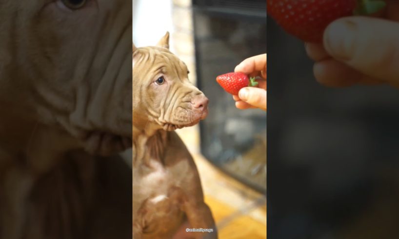 He was trying to eat my strawberry ๐ #animals #shorts #asmr #ytshorts #fyp #viral